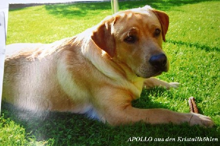 Apollo im September 2011 Apollo im September 2011