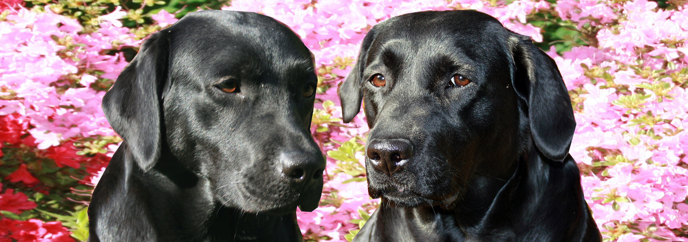 Labradorzucht aus den Kristallhhlen