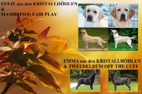 -Nov 2020 WurfmeldungHP