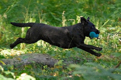 Usere Stammhndi aus den Kristallhlen VDH-Labradorzucht