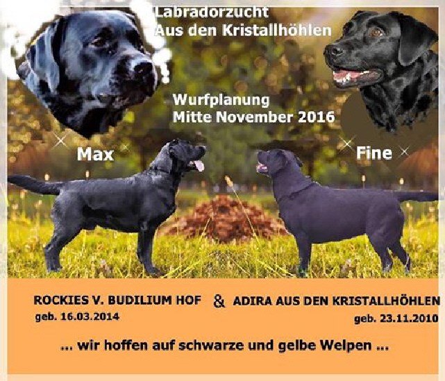 Wurfplanung Nov 2016 Labradorzucht aus den Kristallhhlen