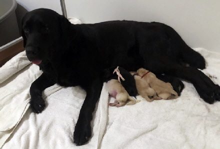 Labradorwelpen Labradorzucht VDH aus den Kristallhhlen Labradorclub Deutschland e.V. Bella Mare Greenstone Dickendall Welpen zu vergeben