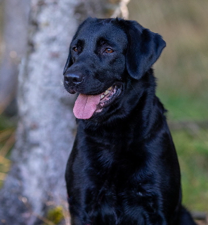 Jadis aus den Kristallhhlen, Rocheby/ Greenstone /Hyspire /Lab Platon