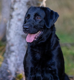 Labradorzucht aus den Kristallhhlen Wurf 2023 Labradorwelpen