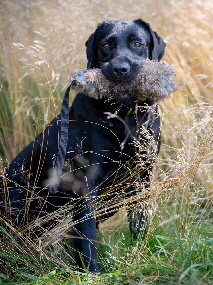 Labradorzucht aus den Kristallhhlen Wurf 2023 Labradorwelpen Dsseldorf