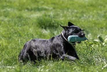 Labradorzucht aus den Kristallhhlen Wurf 2023 Labradorwelpen