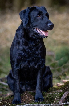 Jadis aus den Kristallhhlen