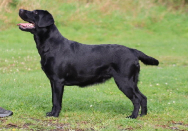 Labradorzucht aus den Kristallhhlen Wurf 2023 Labradorwelpen Deutschland kaufen