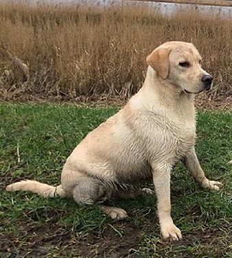 Gannicus aus den Kristallhhlen 2018 Sandylands-Rocheby-Poolstead