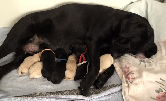 Labradorwelpen Labradorzucht aus den Kristallhöhlen FCI-VDH- Labradorwelpen Labradorzucht aus den Kristallhöhlen FCI-VDH-