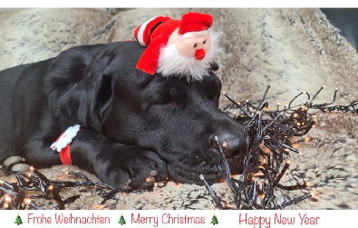 Frohe Weihnachten Happy New Year H-Wurf aus den Kristallhöhlen FCI-VDH-LCD e.V. unser Sammy Frohe Weihnachten Happy New Year H-Wurf aus den Kristallhöhlen FCI-VDH-LCD e.V. unser Sammy