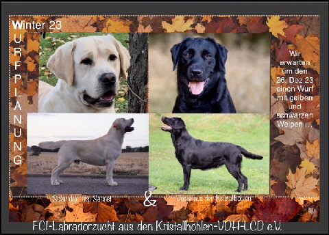 Labradorwelpen Labradorclub Deutschland e.V. Winter 2023