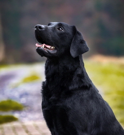 Queen of Quebec aus den Kristallhhlen FCI-VDH-