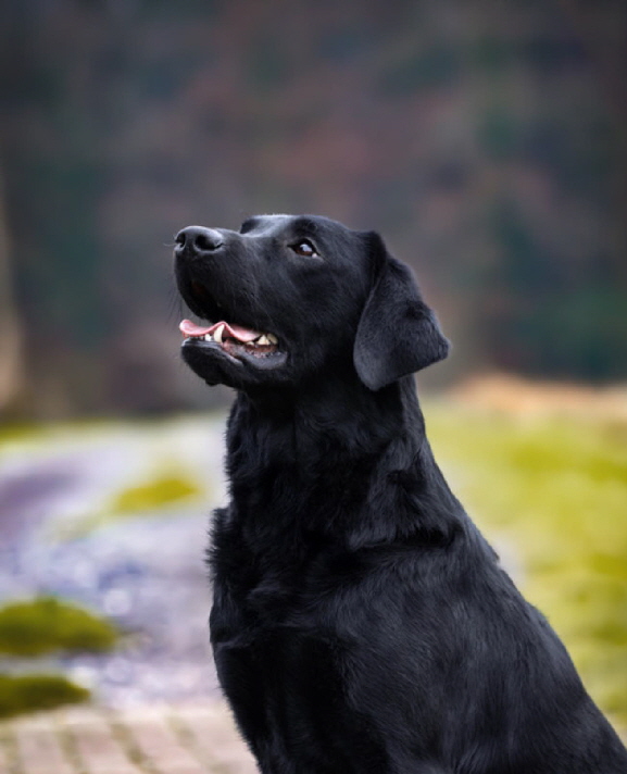 Queen of Quebec aus den Kristallhhlen FCI-VDH