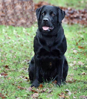 Duke aus den Kristallhhlen 1,5 Jahre