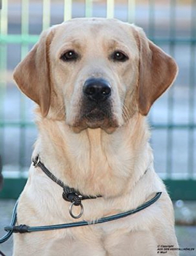 Eefje aus den Kristallhhlen -Rocheby Sandylands Labrador retriever FCI 