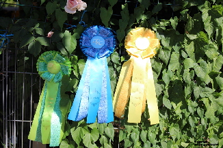 Labradorzucht aus den Kristallhöhlen 2.Platz,3.Platz,4.Platz Labradorzucht aus den Kristallhöhlen 2.Platz,3.Platz,4.Platz