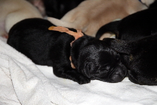 K-Wurf aus den Kristallhöhlen geb.23.11.2019 LabradorWelpen aus Sandylands Rocheby Dickendall Hyspire Lobuff K-Wurf aus den Kristallhöhlen geb.23.11.2019 LabradorWelpen aus Sandylands Rocheby Dickendall Hyspire Lobuff