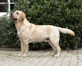 FCI-Ricky Martin Ambasadorius