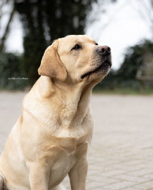 FCI-Ricky Martin Ambasadorius