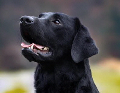 Queen of Quebec aus den Kristallhhlen FCI-VDH