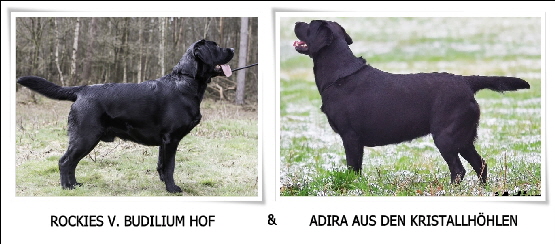 Labradors aus den Kristallhhlen Wurfplanung Nov 2016