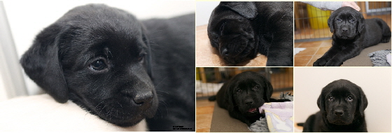 K-Wurf aus den Kristallhöhlen 04.01.2020 schwarzer Rüde und Hündin Labrador Welpe K-Wurf aus den Kristallhöhlen 04.01.2020 schwarzer Rüde und Hündin Labrador Welpe