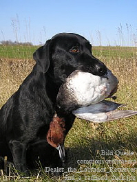 jagdliche Arbeit nach dem Schuss