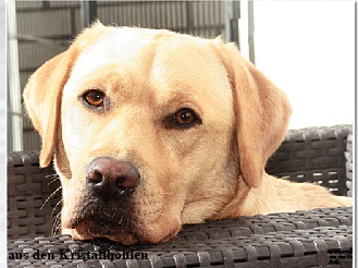 Labrador Wurfplanung  aus den Kristallhhlen