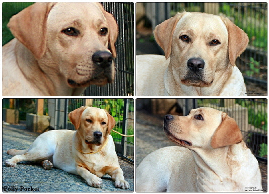 Wurfplanung  Labrador aus den Kristallhhlen