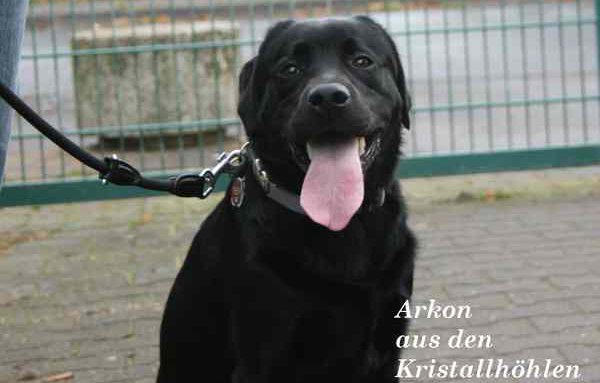 Arkon aus aus den Kristallhöhlen mit knapp 11 Monaten Arkon aus aus den Kristallhöhlen mit knapp 11 Monaten